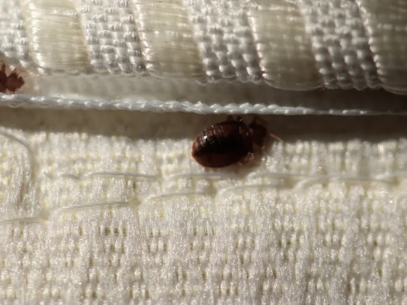 Photo d'une punaise de lit en gros plan sur un textile.