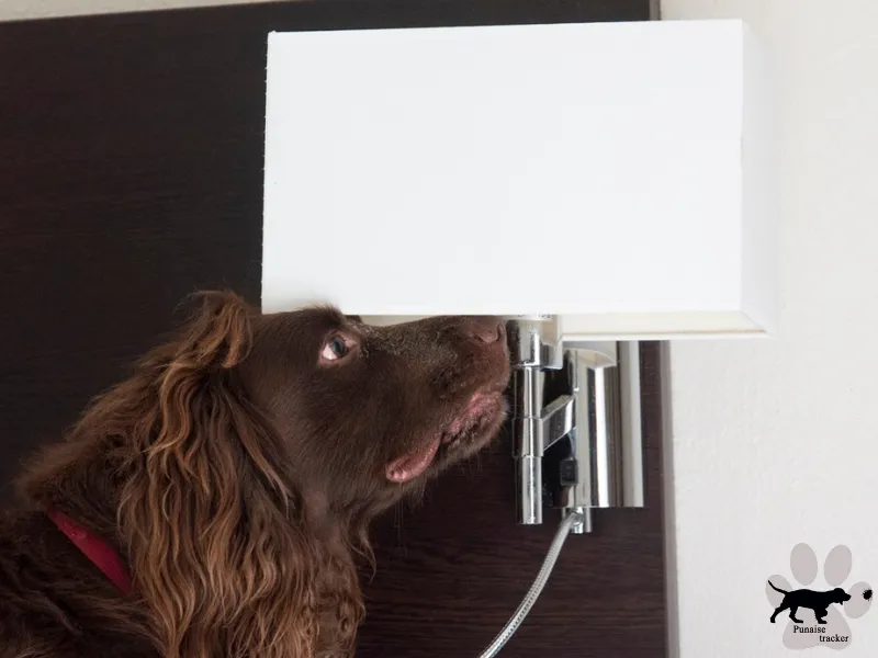 Chien de détection canine cherchant des punaises de lit dans un abat-jour dans une chambre d'hôtel à Paris.