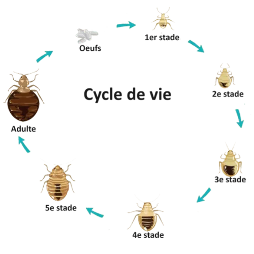 Illustration du cycle de vie de la punaise de lit avec tous les stades de développement.