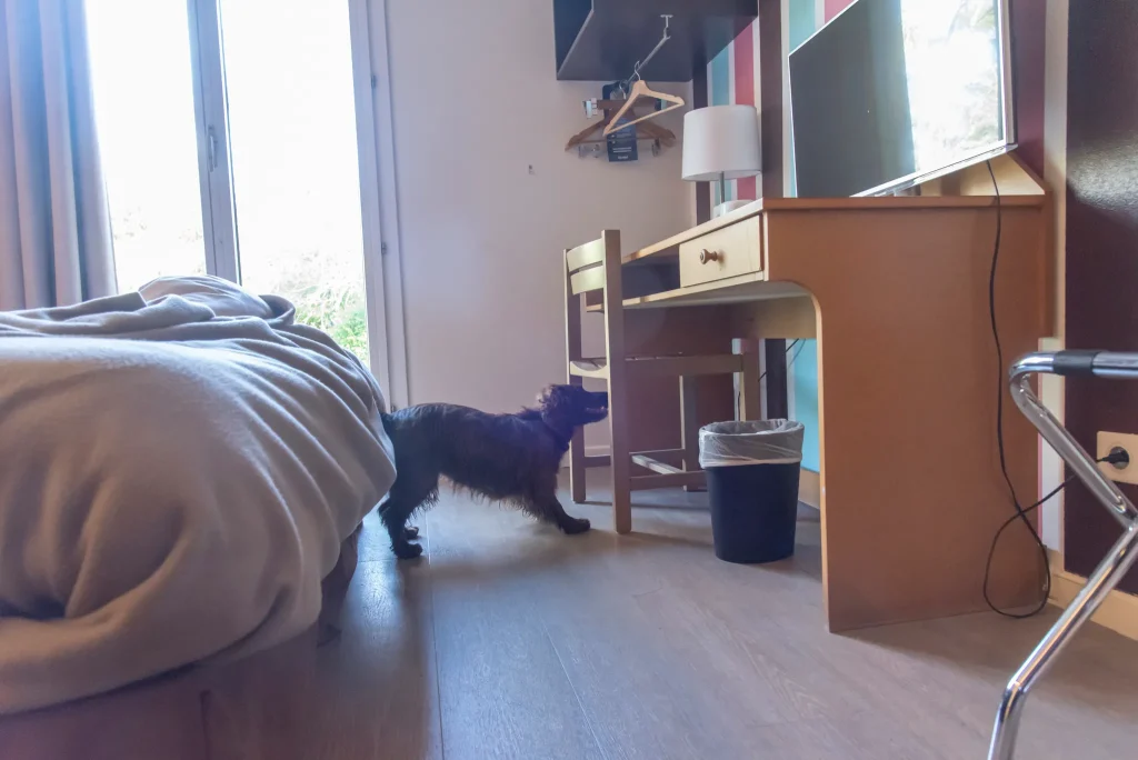 Photo d'un chien détecteur punaise de lit inspectant un bureau dans une chambre d'un airbnb lors d'une détection canine.