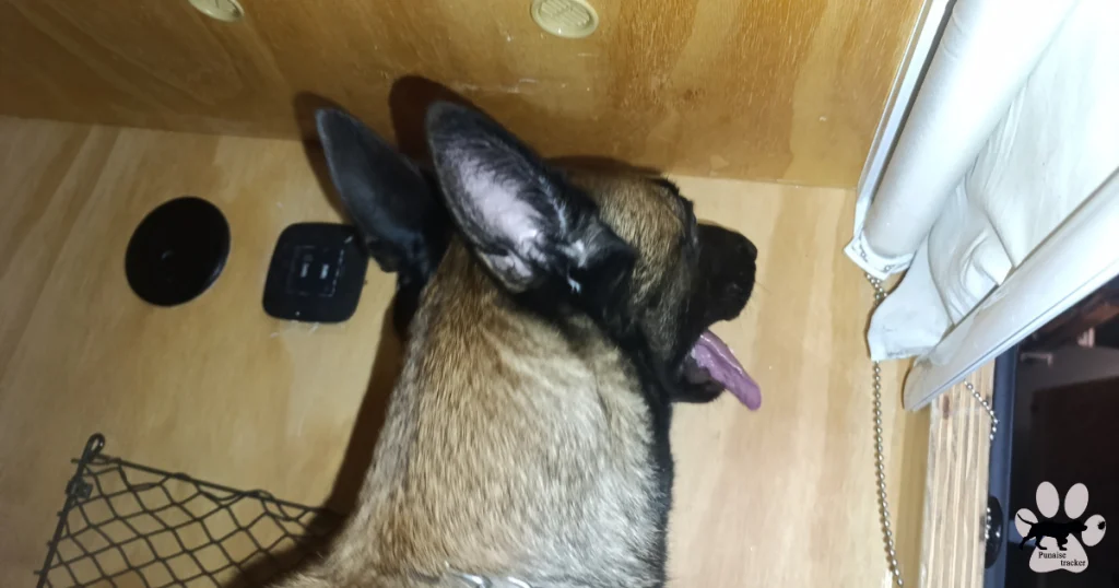 Chien détecteur de punaises de lit à la recherche d'insecte dans un dortoir d'une auberge de jeunesse à Paris.