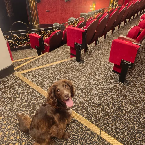 Chien expert en détection des punaises de lit assis dans un théâtre à Paris lors d'une inspection professionnelle.