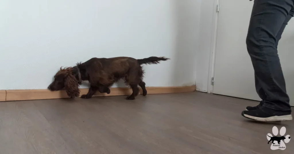Détection canine punaise de lit dans un logement à Paris : le client renifle les plaintes à la recherche de punaise de lit.
