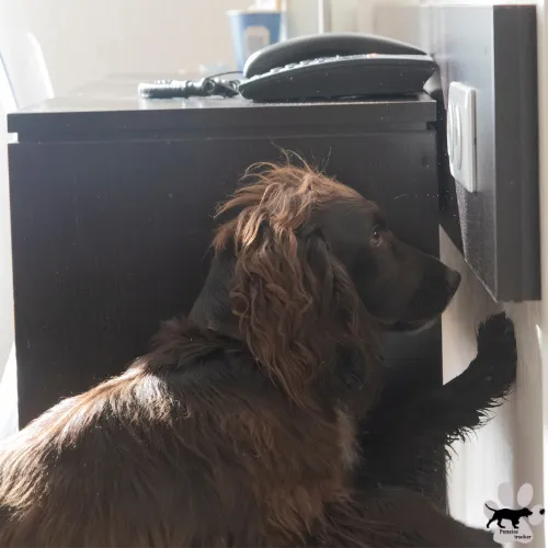 Photo d'un chien détecteur punaise de lit qui marque une zone infestée lors d'une inspection chez un particulier.