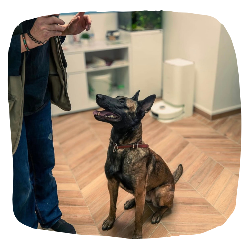 Photo d'une détection canine dans un appartement en région parisienne.