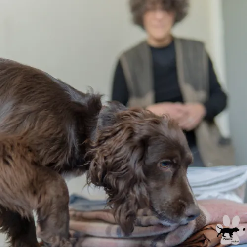 Chien de détection canine punaise de lit reniflant des textiles chez un particulier lors d'une intervention en Île-de-France.