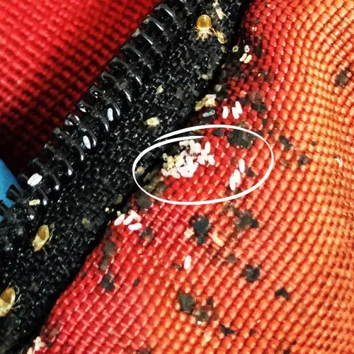 Photo d'oeufs de punaises de lit et d'excréments dans la couture d'un textile.