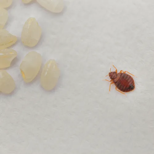 Photo d'une punaise de lit adulte près d'oeufs éclos.