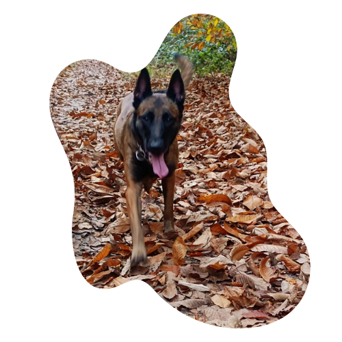 Photo de Tana chien expert en détection des punaises de lit de la société Punaise Tracker à Paris.