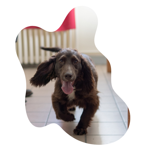 Photo de Vali chien expert en détection des punaises de lit de la société Punaise Tracker à Paris.