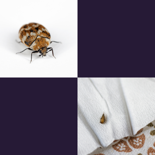 Photo d'une anthrène et d'une larve d'anthrène pour différencier l'insecte de la punaise de lit parfois appelée "puce de lit".