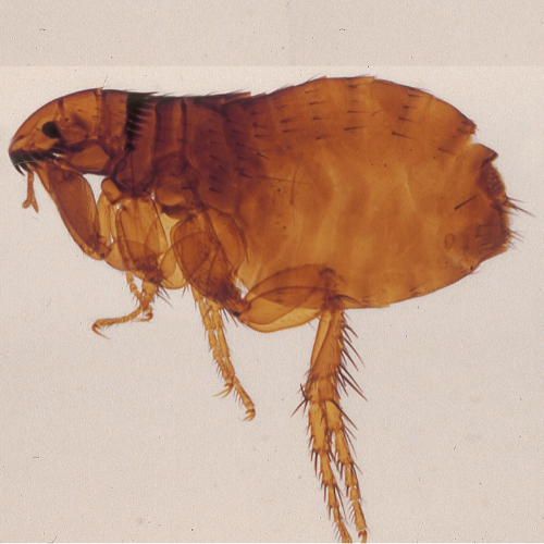 Photo d'une puce en gros plan au microscope pour différencier l'insecte de la punaise de lit également appelée puce de lit.