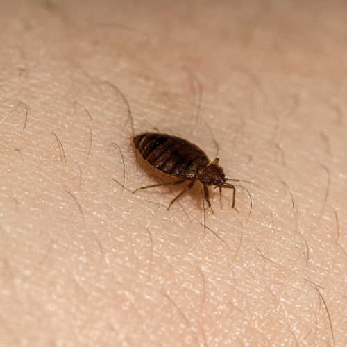 Photo d'une punaise de lit en gros plan sur une peau humaine pour différencier l'insecte de la puce.